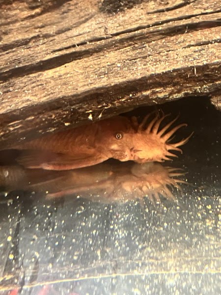 Cedar, male Super Red Bushynose Pleco, resting beneath driftwood