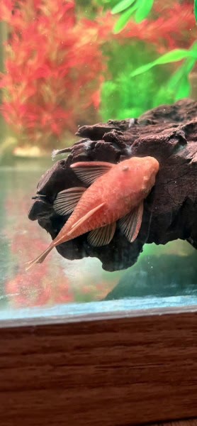 Ember, female Super Red Bushynose Pleco, resting on driftwood