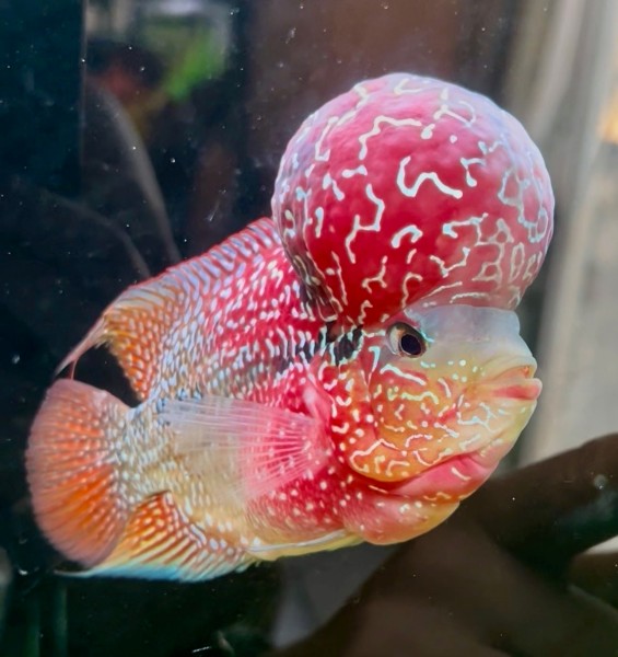 Ragnar, male Super Red Dragon Flowerhorn parent fish SRD-M01