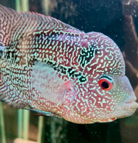 Lagertha, female Super Red Dragon Flowerhorn breeder fish